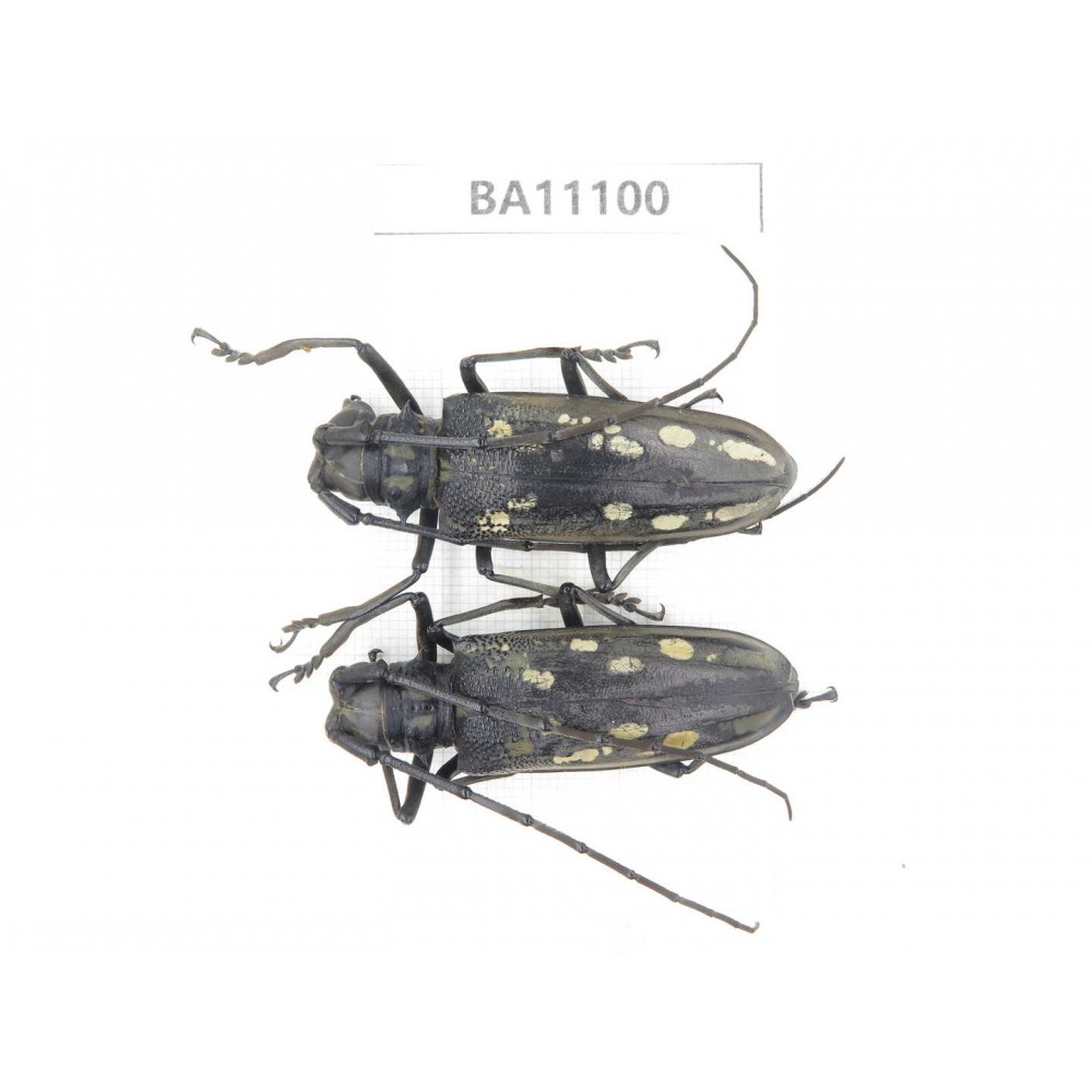 Cerambycidae sp. China, Guizhou, Qiandongnan, Taijiang county. 2Pcs. BA11100.