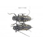 Cerambycidae sp. China, Guizhou, Qiandongnan, Taijiang county. 2Pcs. BA11100.