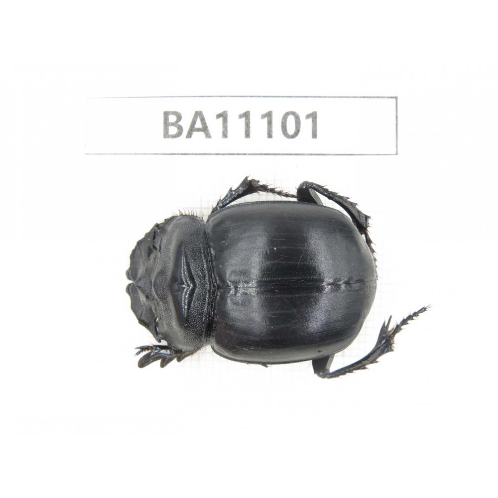 Geotrupidae sp. China, Guizhou, Qiandongnan, Taijiang county. 1Pcs. BA11101.