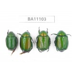 Rutelidae sp. China, Guizhou, Qiandongnan, Congjiang county. 4Pcs. BA11103.