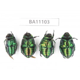 Rutelidae sp. China, Guizhou, Qiandongnan, Congjiang county. 4Pcs. BA11103.