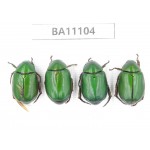 Rutelidae sp. China, Guizhou, Qiandongnan, Congjiang county. 4Pcs. BA11104.