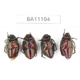 Rutelidae sp. China, Guizhou, Qiandongnan, Congjiang county. 4Pcs. BA11104.