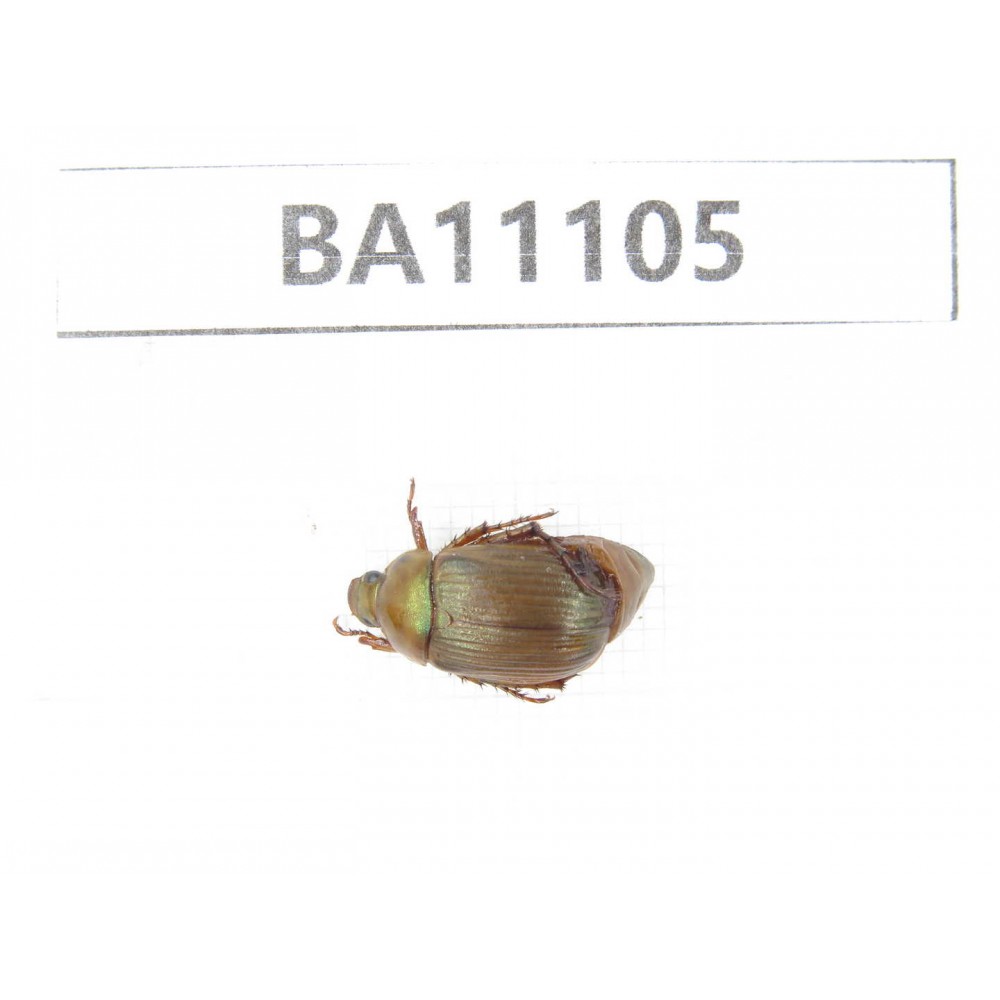 Rutelidae sp. China, Guizhou, Qiandongnan, Congjiang county. 1Pcs. BA11105.