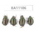 Rutelidae sp. China, Guizhou, Qiandongnan, Congjiang county. 4Pcs. BA11106.
