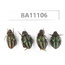 Rutelidae sp. China, Guizhou, Qiandongnan, Congjiang county. 4Pcs. BA11106.