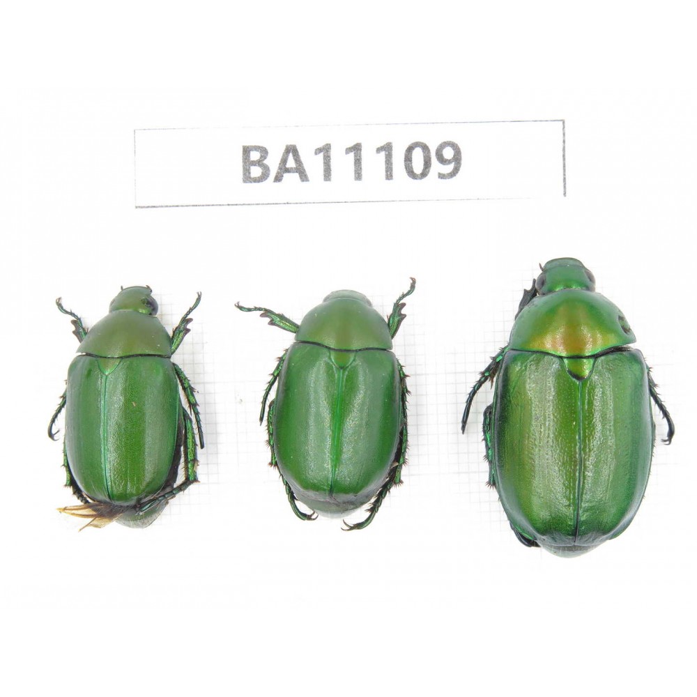 Rutelidae sp. China, Guizhou, Qiandongnan, Liping county. 3Pcs. BA11109.