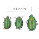 Rutelidae sp. China, Guizhou, Qiandongnan, Liping county. 3Pcs. BA11109.
