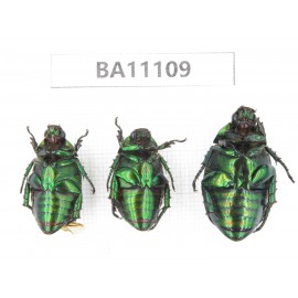 Rutelidae sp. China, Guizhou, Qiandongnan, Liping county. 3Pcs. BA11109.