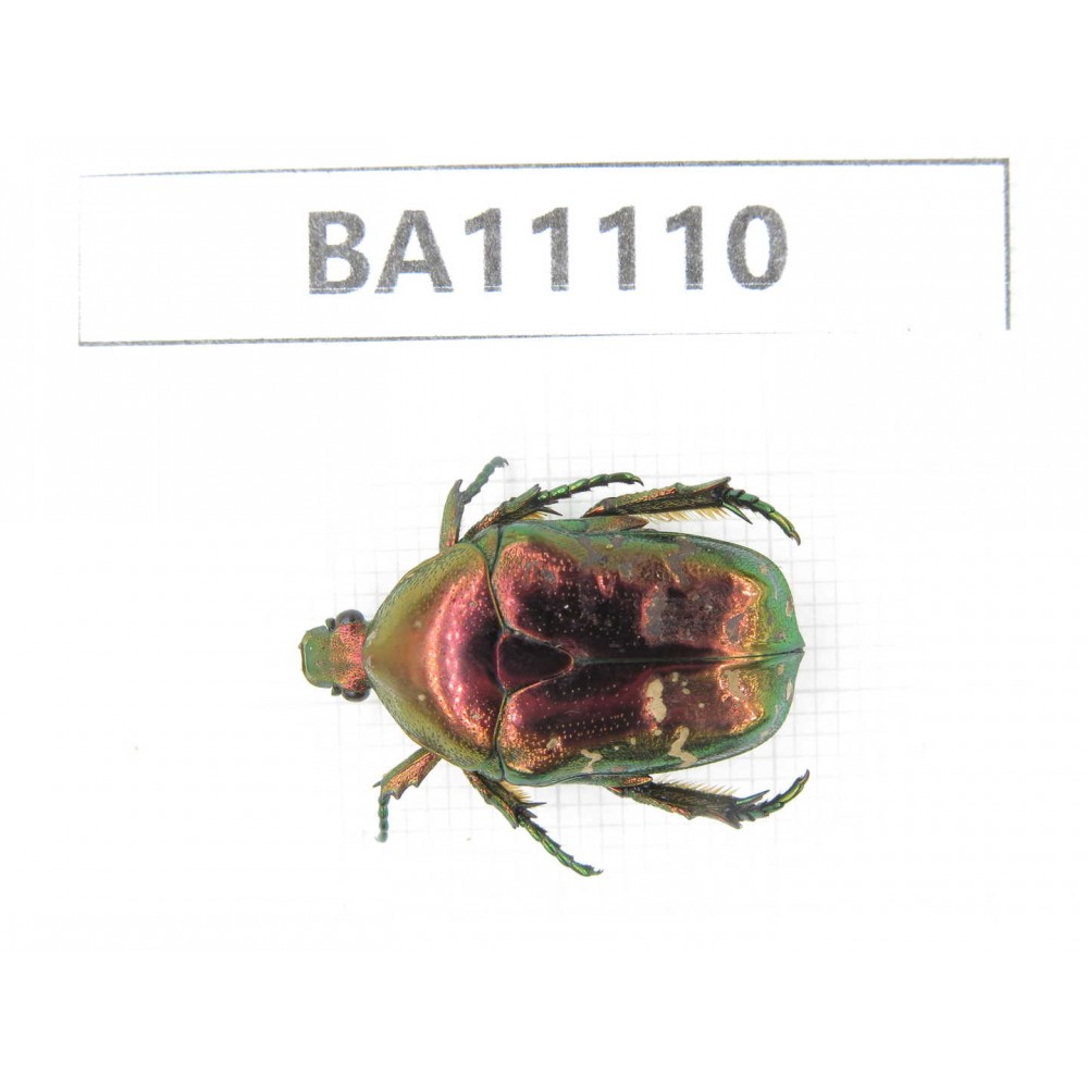Cetoniidae sp. China, Guizhou, Qiandongnan, Liping county. 1Pcs. BA11110.