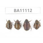 Rutelidae sp. China, Guangxi, Liuzhou, Mt.Dayaoshan. 4Pcs. BA11112.