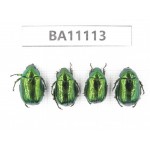 Rutelidae sp. China, Guangxi, Liuzhou, Mt.Dayaoshan. 4Pcs. BA11113.