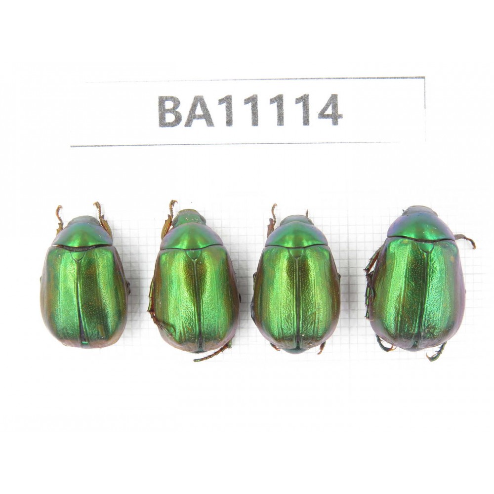 Rutelidae sp. China, Guangxi, Liuzhou, Mt.Dayaoshan. 4Pcs. BA11114.