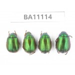 Rutelidae sp. China, Guangxi, Liuzhou, Mt.Dayaoshan. 4Pcs. BA11114.