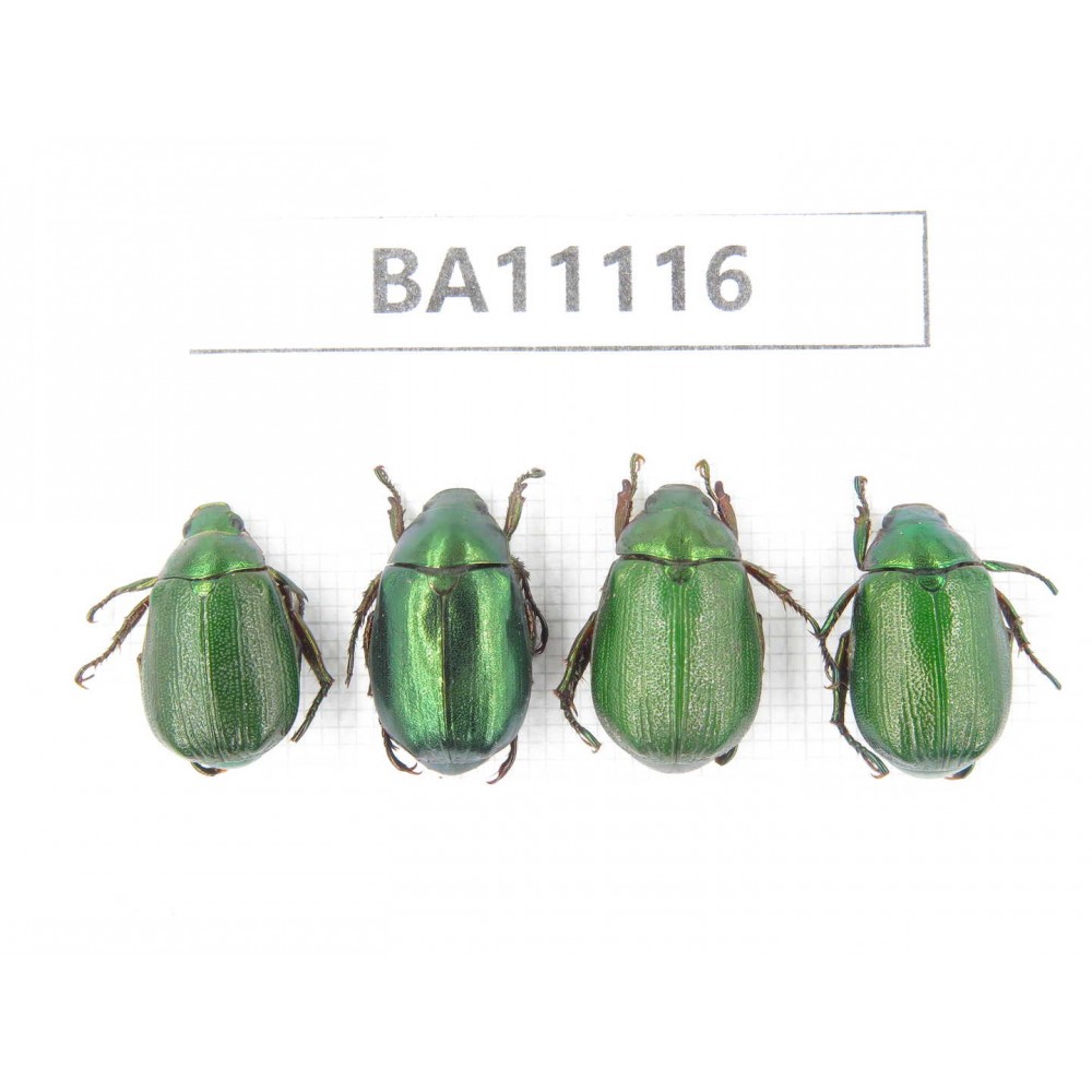 Rutelidae sp. China, Guangxi, Liuzhou, Mt.Dayaoshan. 4Pcs. BA11116.