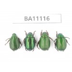 Rutelidae sp. China, Guangxi, Liuzhou, Mt.Dayaoshan. 4Pcs. BA11116.
