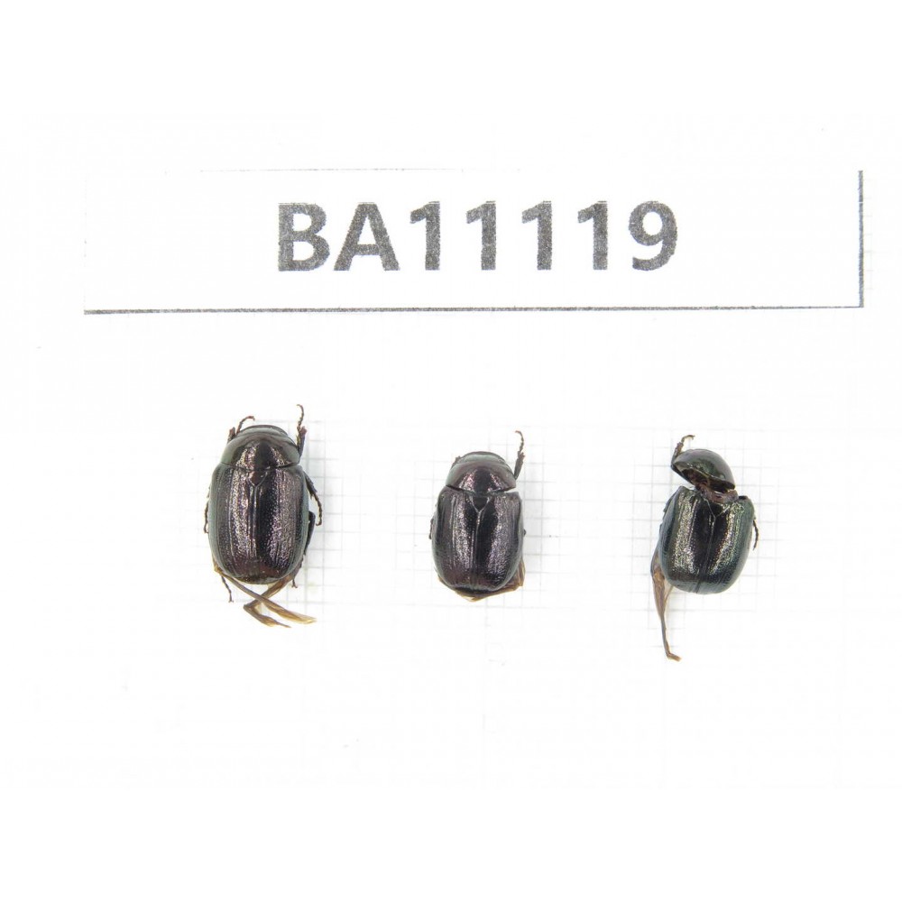 Rutelidae sp. China, Guangxi, Liuzhou, Mt.Dayaoshan. 3Pcs. BA11119.