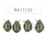 Rutelidae sp. China, Guizhou, Qiandongnan, Rongjiang county. 4Pcs. BA11122.