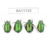 Rutelidae sp. China, Guizhou, Qiandongnan, Rongjiang county. 4Pcs. BA11125.