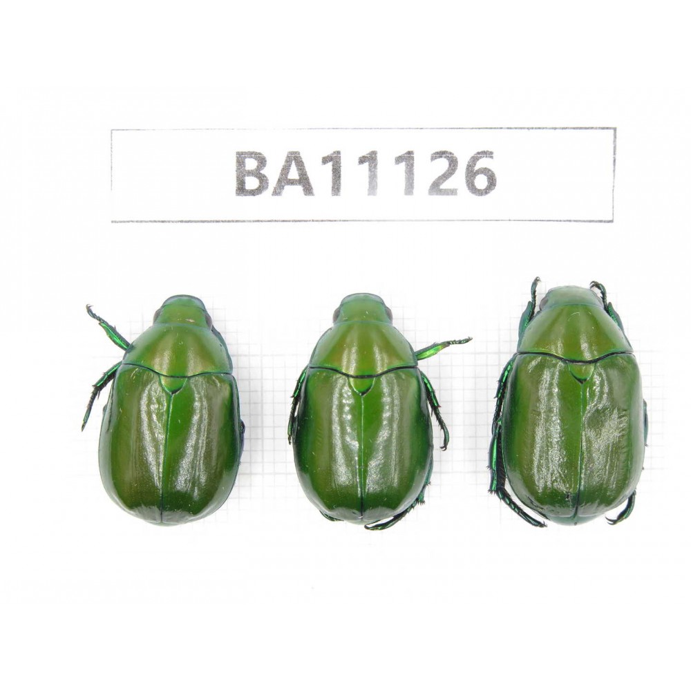 Rutelidae sp. China, Guizhou, Qiandongnan, Rongjiang county. 3Pcs. BA11126.