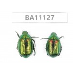Rutelidae sp. China, Guizhou, Qiandongnan, Rongjiang county. 2Pcs. BA11127.