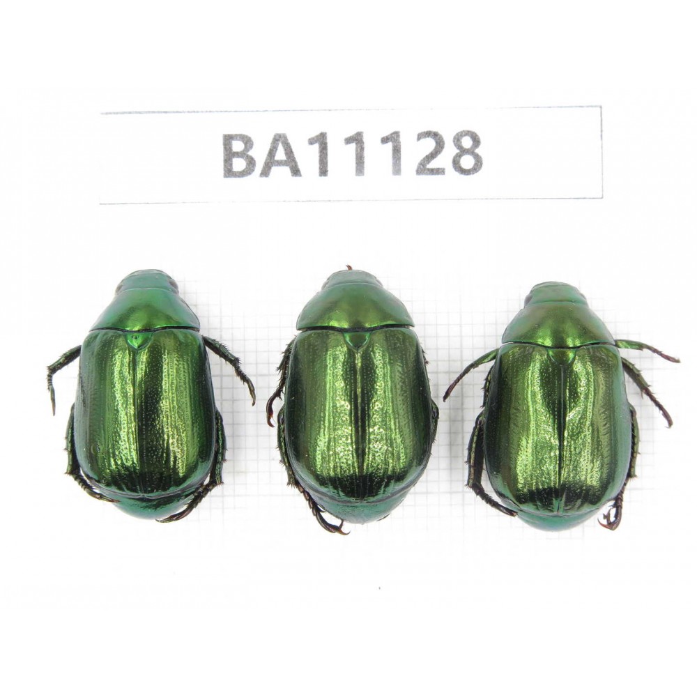 Rutelidae sp. China, Guizhou, Qiandongnan, Rongjiang county. 3Pcs. BA11128.