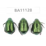 Rutelidae sp. China, Guizhou, Qiandongnan, Rongjiang county. 3Pcs. BA11128.