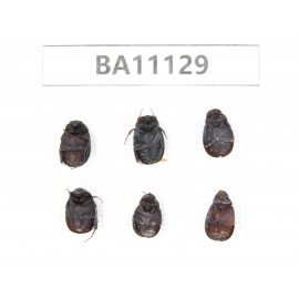 Melolonthidae sp. China, Guizhou, Qiandongnan, Rongjiang county. 6Pcs. BA11129.
