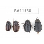 Melolonthidae sp. China, Guizhou, Qiandongnan, Rongjiang county. 4Pcs. BA11130.