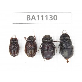 Melolonthidae sp. China, Guizhou, Qiandongnan, Rongjiang county. 4Pcs. BA11130.