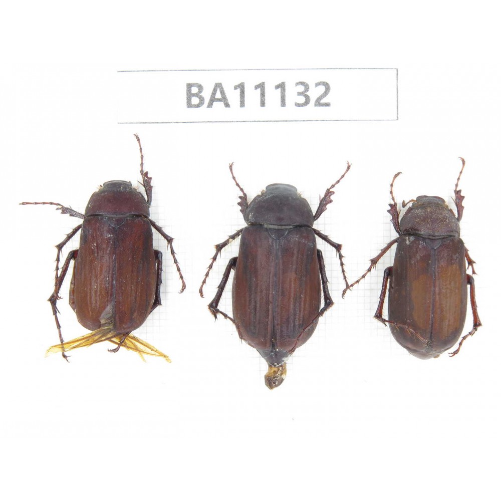 Melolonthidae sp. China, Guizhou, Qiandongnan, Rongjiang county. 3Pcs. BA11132.