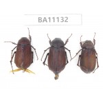 Melolonthidae sp. China, Guizhou, Qiandongnan, Rongjiang county. 3Pcs. BA11132.
