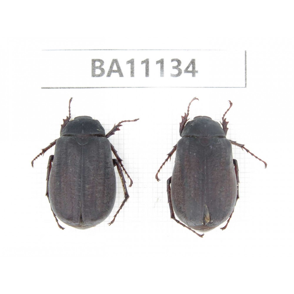 Melolonthidae sp. China, Guizhou, Qiandongnan, Rongjiang county. 2Pcs. BA11134.