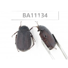 Melolonthidae sp. China, Guizhou, Qiandongnan, Rongjiang county. 2Pcs. BA11134.