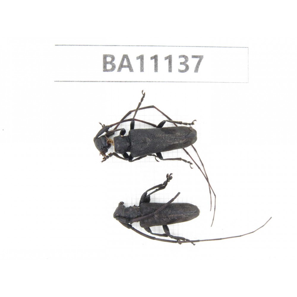 Cerambycidae sp. China, Guizhou, Qiandongnan, Rongjiang county. 2Pcs. BA11137.