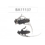 Cerambycidae sp. China, Guizhou, Qiandongnan, Rongjiang county. 2Pcs. BA11137.