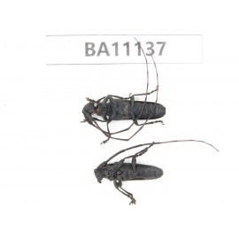 Cerambycidae sp. China, Guizhou, Qiandongnan, Rongjiang county. 2Pcs. BA11137.