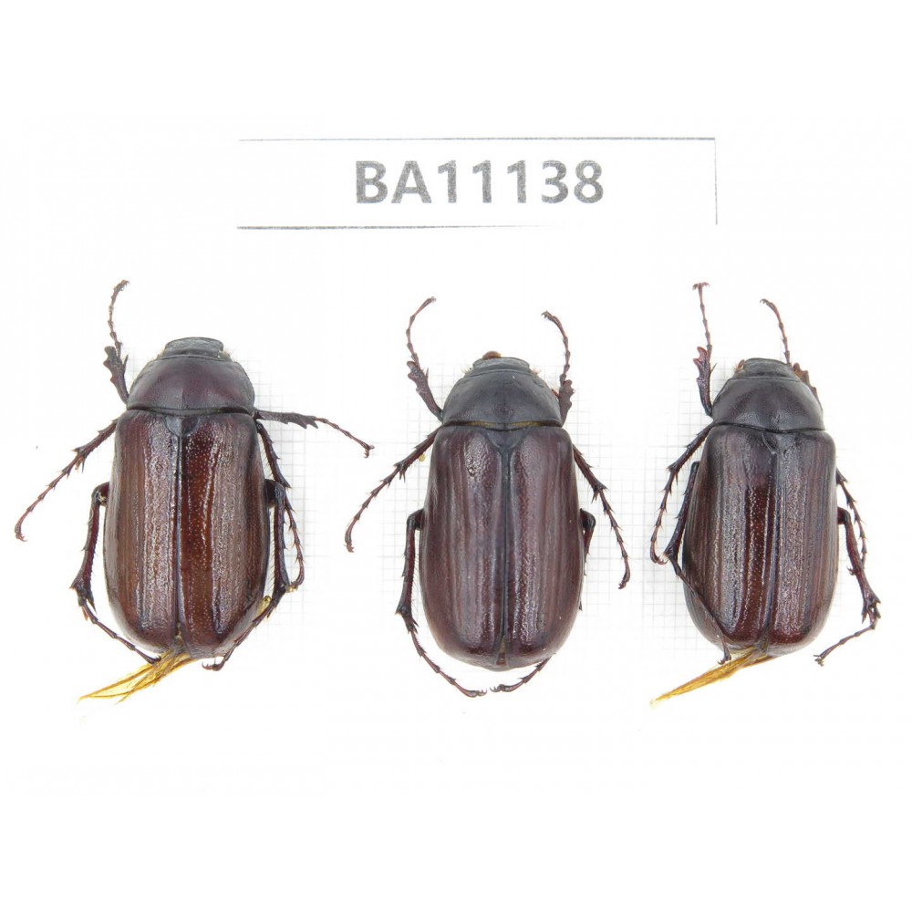 Melolonthidae sp. China, Yunnan, Zhaotong, Yiliang county.  3Pcs. BA11138.