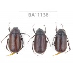 Melolonthidae sp. China, Yunnan, Zhaotong, Yiliang county.  3Pcs. BA11138.