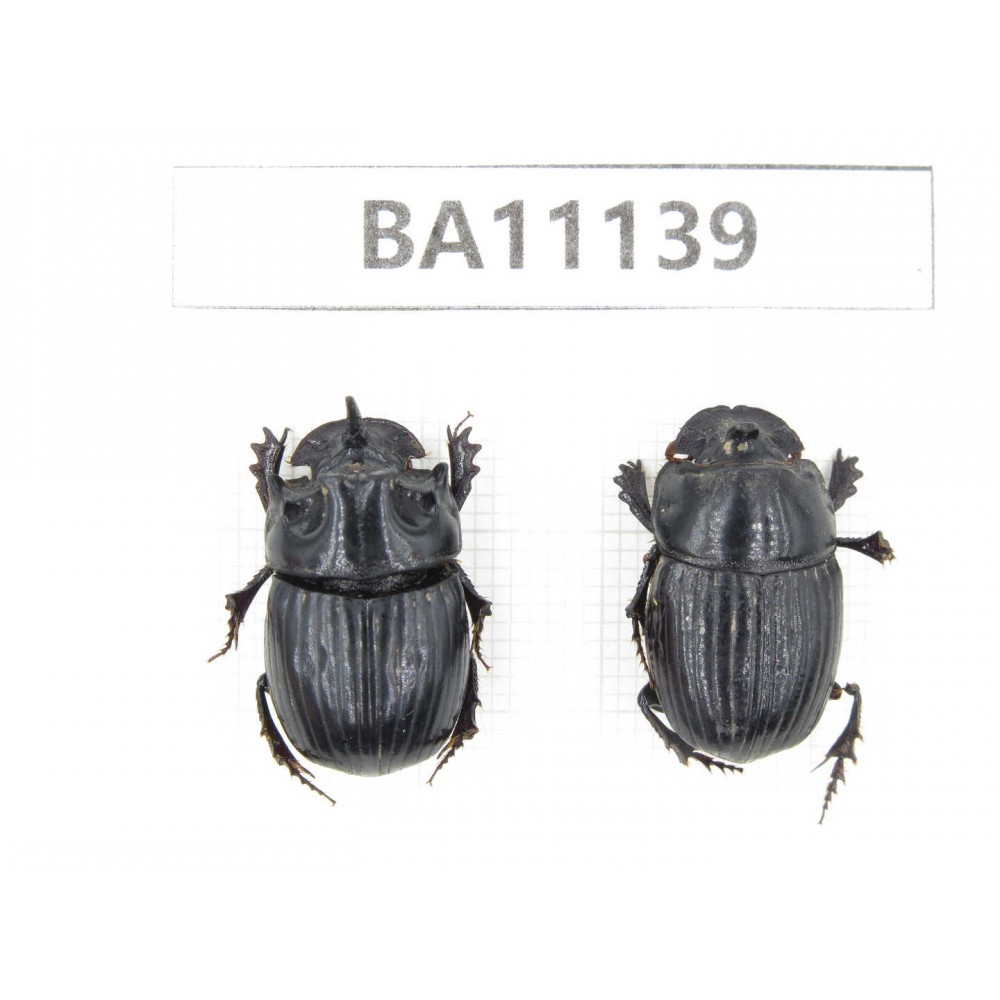 Geotrupidae sp. China, Yunnan, Zhaotong, Yiliang county. 1P. BA11139.