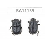 Geotrupidae sp. China, Yunnan, Zhaotong, Yiliang county. 1P. BA11139.