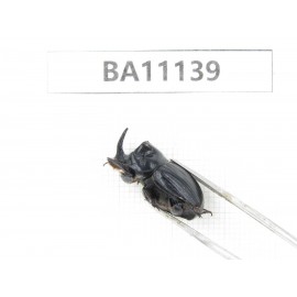 Geotrupidae sp. China, Yunnan, Zhaotong, Yiliang county. 1P. BA11139.