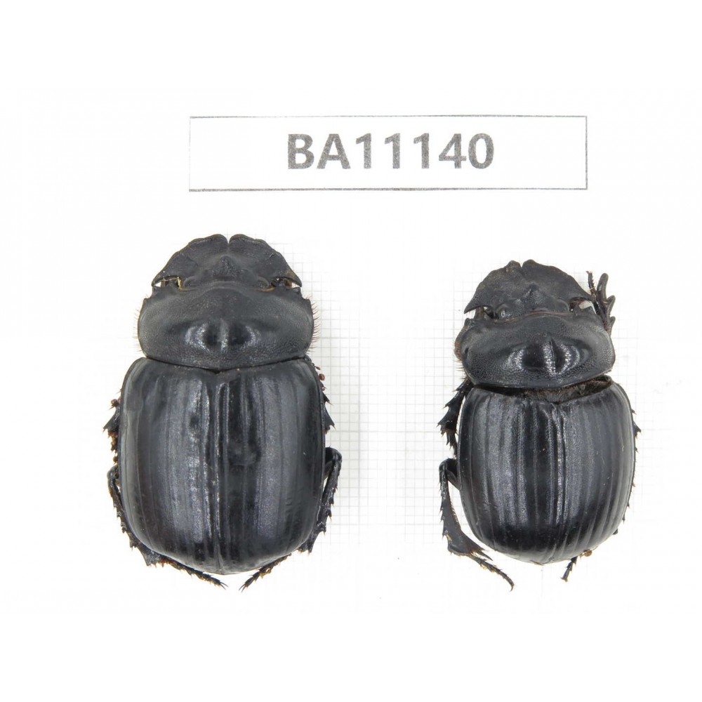 Geotrupidae sp. China, Yunnan, Zhaotong, Yiliang county. 2Pcs. BA11140.