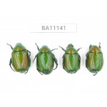 Rutelidae sp. China, Guizhou, Qiandongnan, Congjiang county. 4Pcs. BA11141.