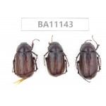 Melolonthidae sp. China, Guizhou, Qiandongnan, Congjiang county. 3Pcs. BA11143.