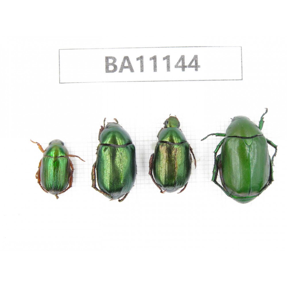 Rutelidae sp. China, Guizhou, Qiandongnan, Congjiang county. 4Pcs. BA11144.