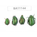 Rutelidae sp. China, Guizhou, Qiandongnan, Congjiang county. 4Pcs. BA11144.