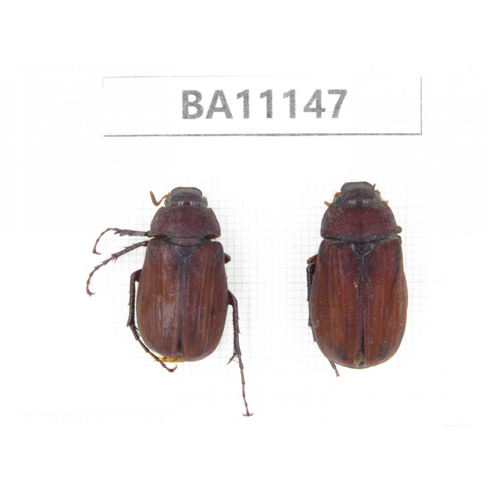 Melolonthidae sp. China, Guizhou, Tongren, Mt.Fanjingshan. 2Pcs. BA11147.