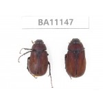 Melolonthidae sp. China, Guizhou, Tongren, Mt.Fanjingshan. 2Pcs. BA11147.