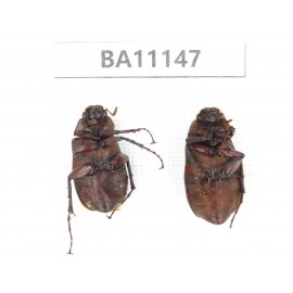 Melolonthidae sp. China, Guizhou, Tongren, Mt.Fanjingshan. 2Pcs. BA11147.